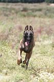 MALINOIS 367